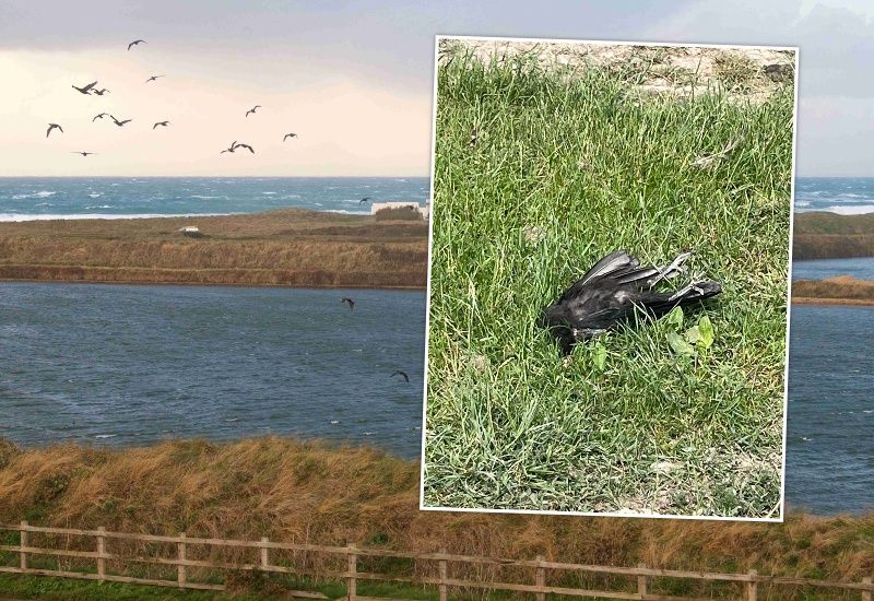 Islanders asked to report dead birds after increase in crow deaths