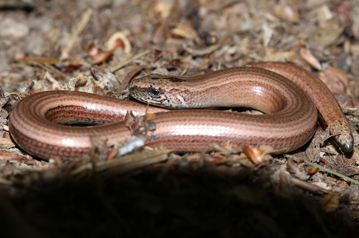 Go reptile watching this summer | Bailiwick Express Jersey