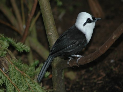 rsz_sumatran_bird.jpg