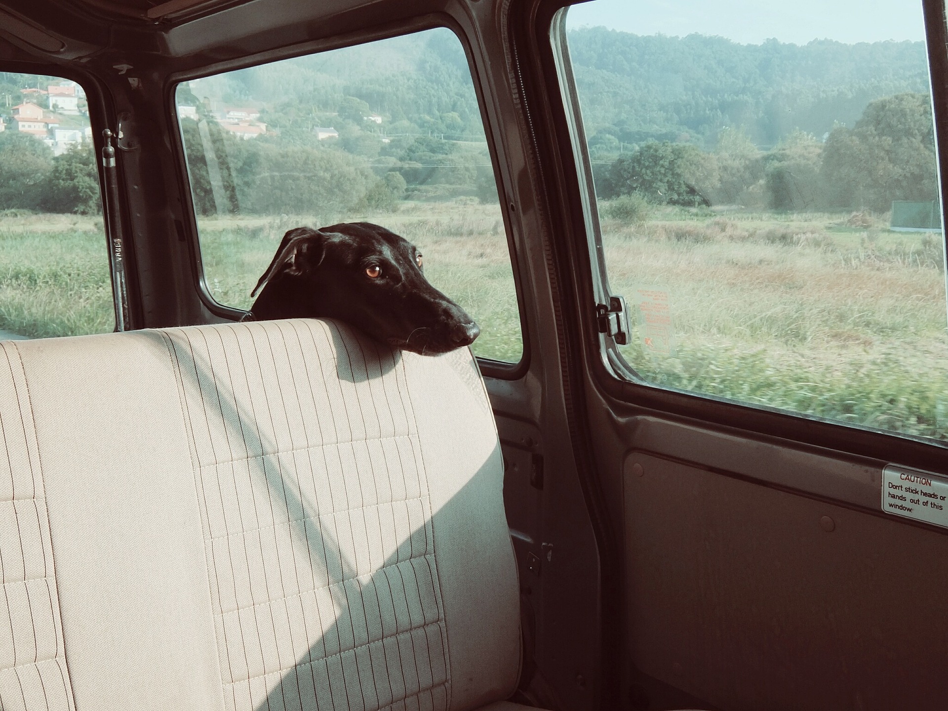 Dog Car Boot