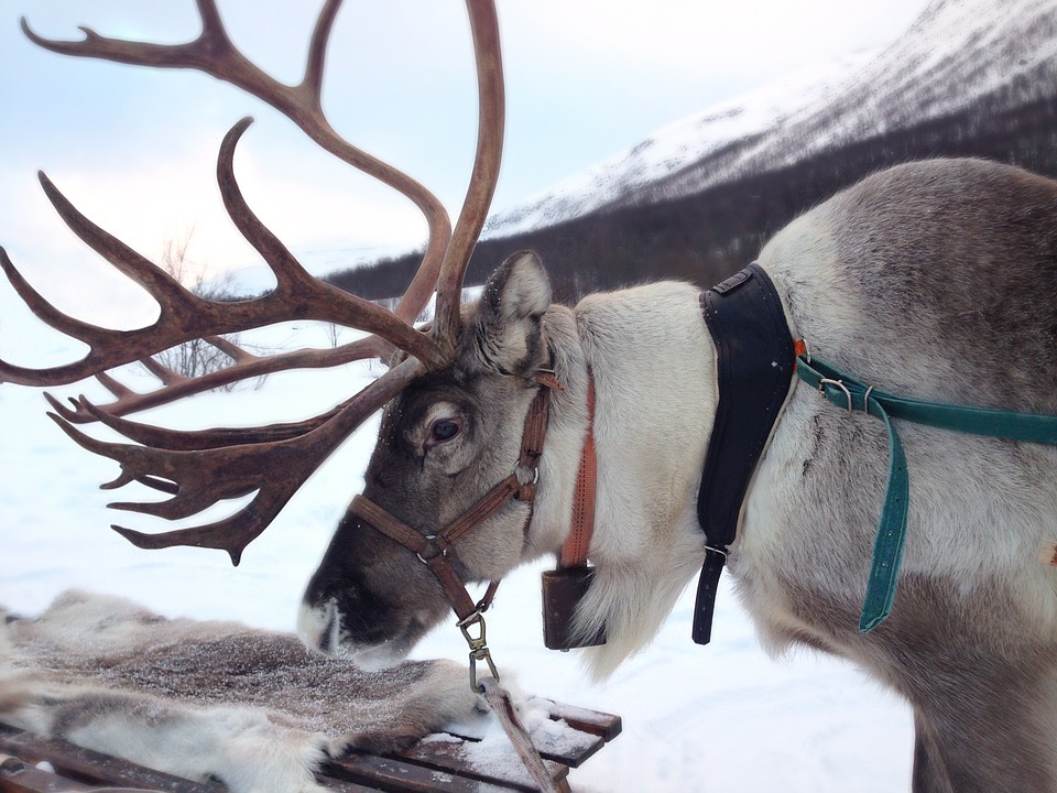 reindeer-2023720_960_720.jpg