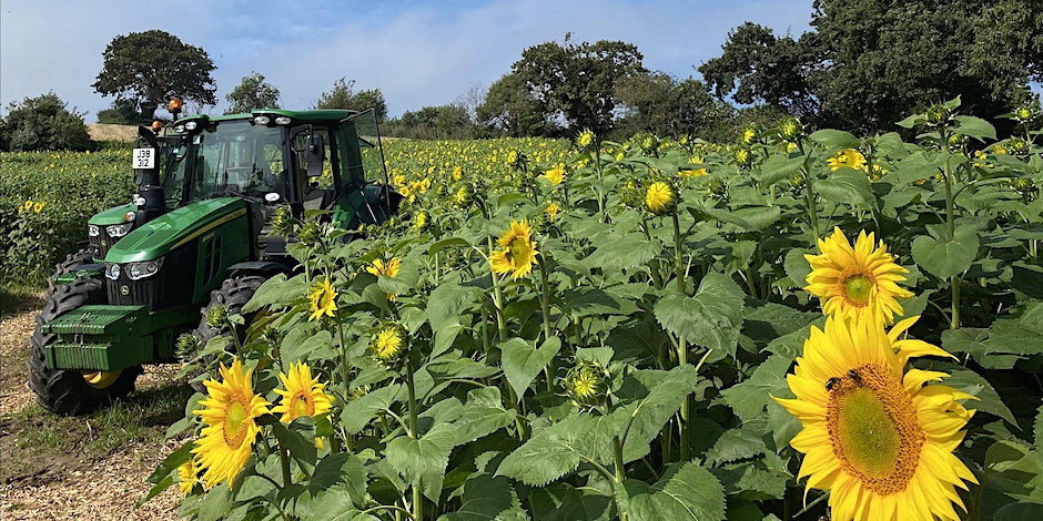 Master_Farms_Sunflower_Spectacular.jpg