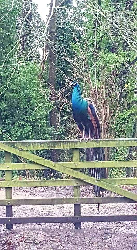 Percy the Peacock 