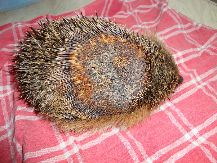 burnt_hedgehog.jpg