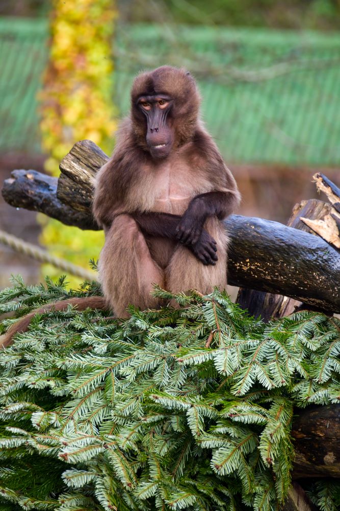 Geladas_Christmas_trees7_small.jpg