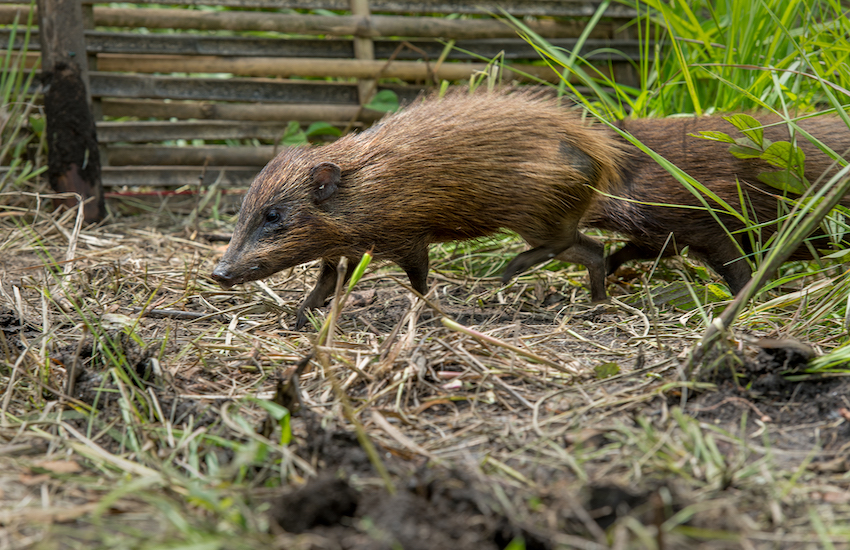 Rare pygmy hogs released into the wild | Bailiwick Express