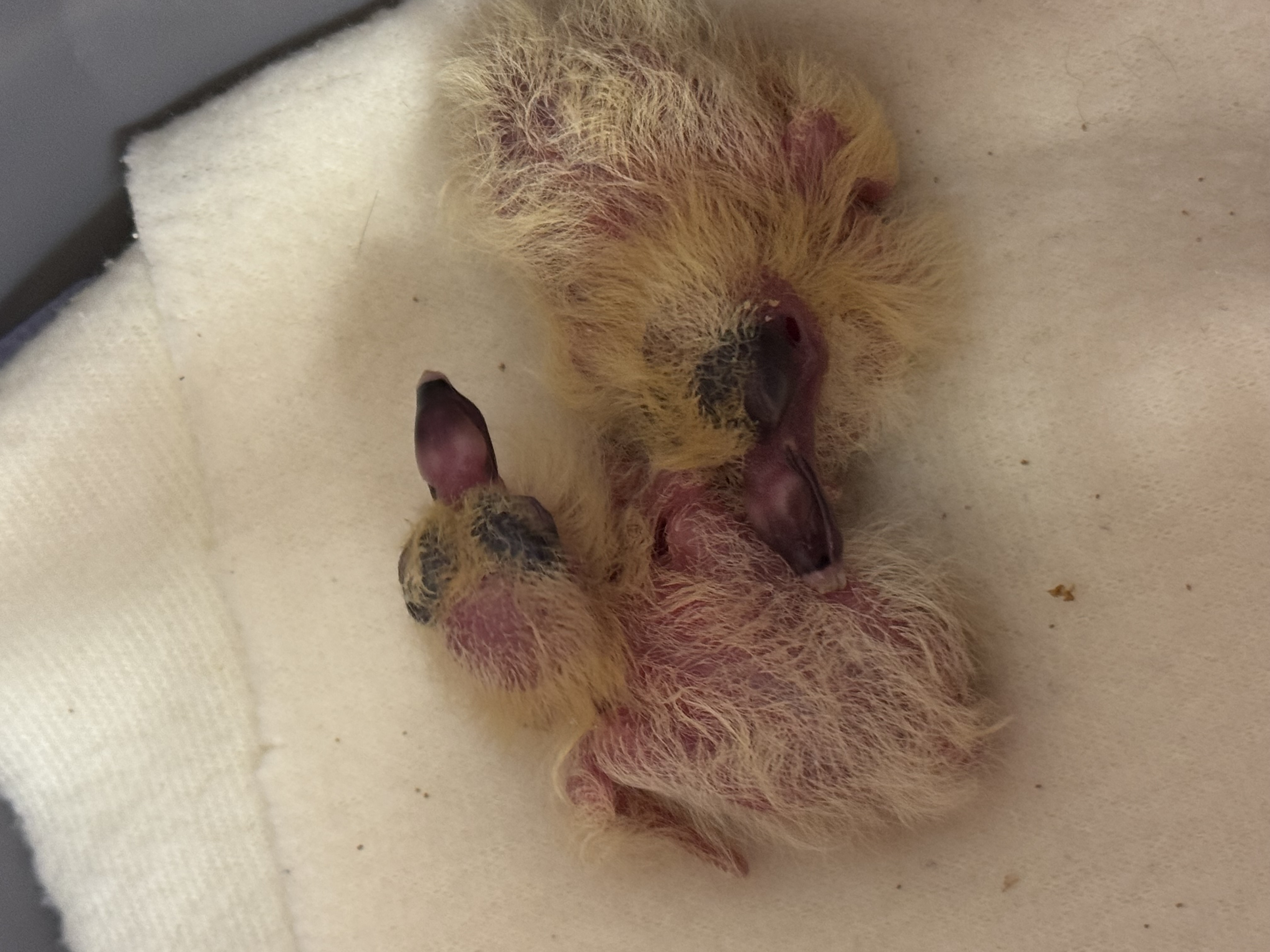 baby pigeons jspca.jpeg