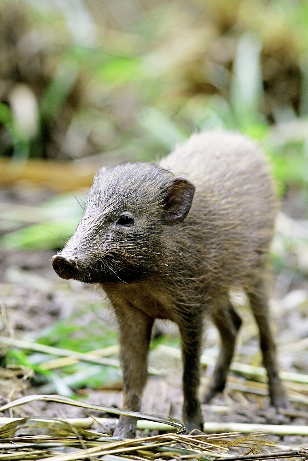 Pygmy hog 2.jpg