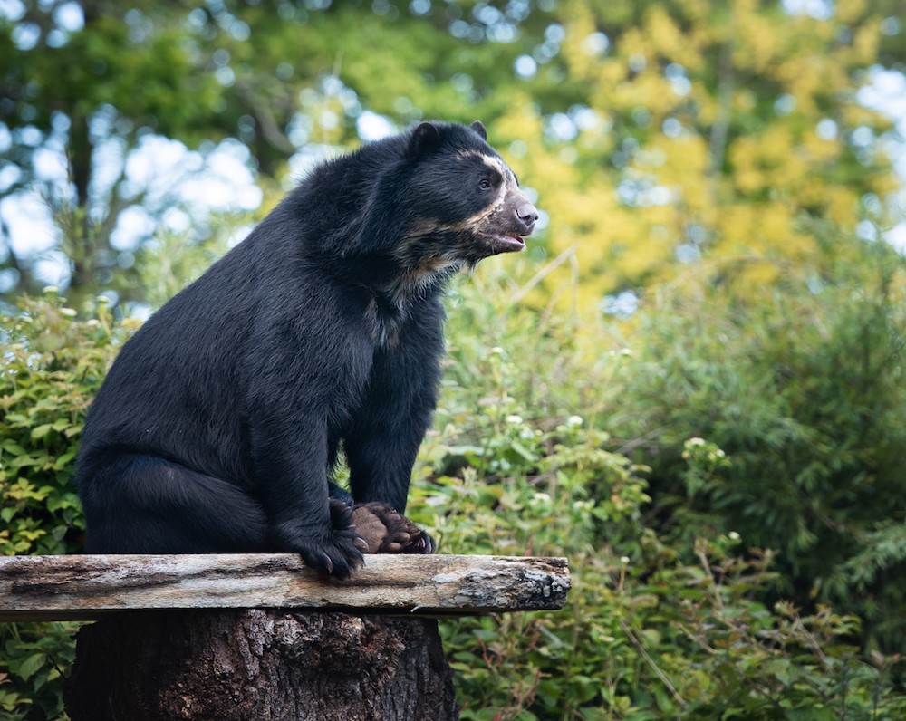 Andean_bear_2.jpeg