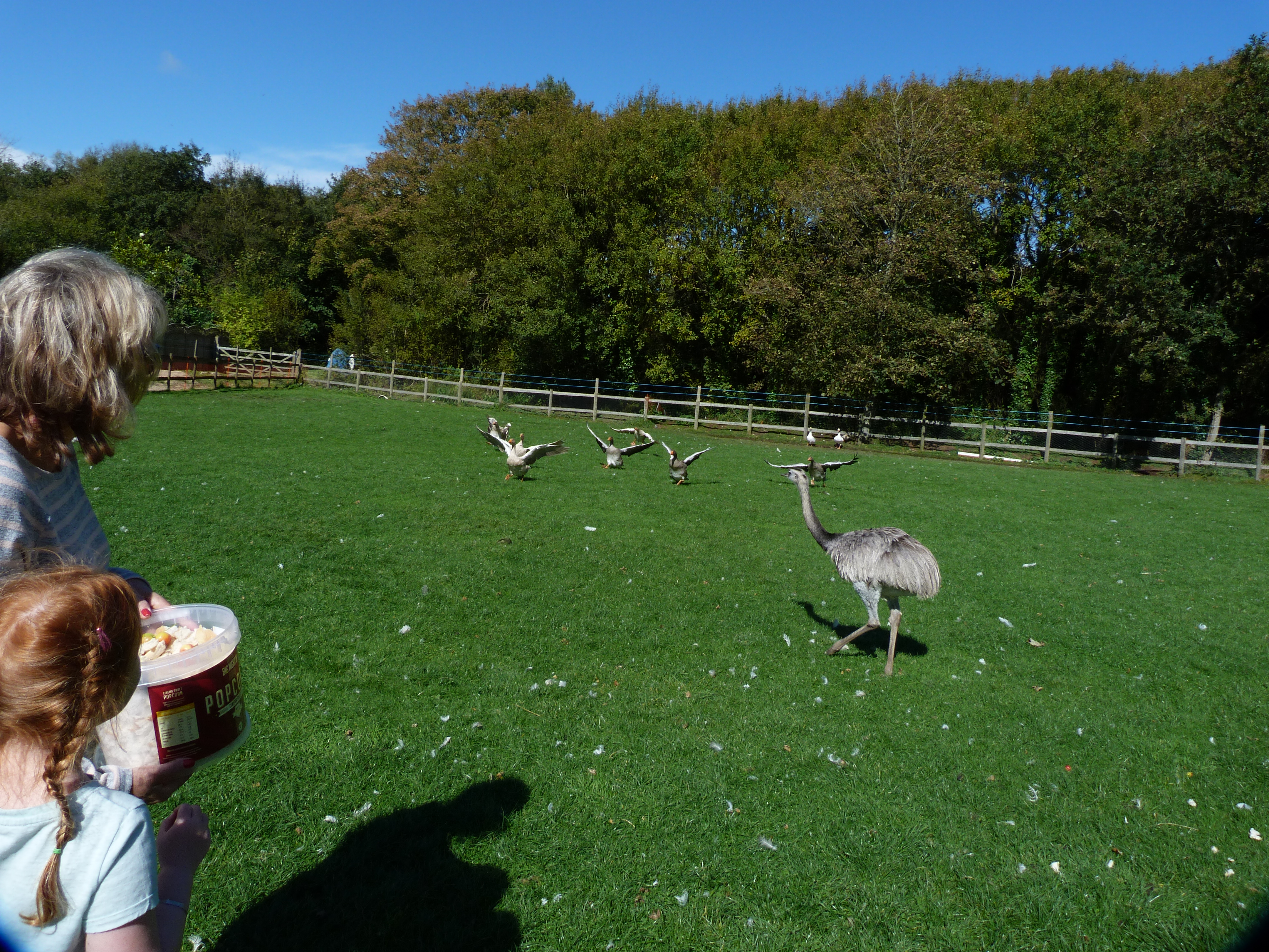 Feathered Friends Forever Home