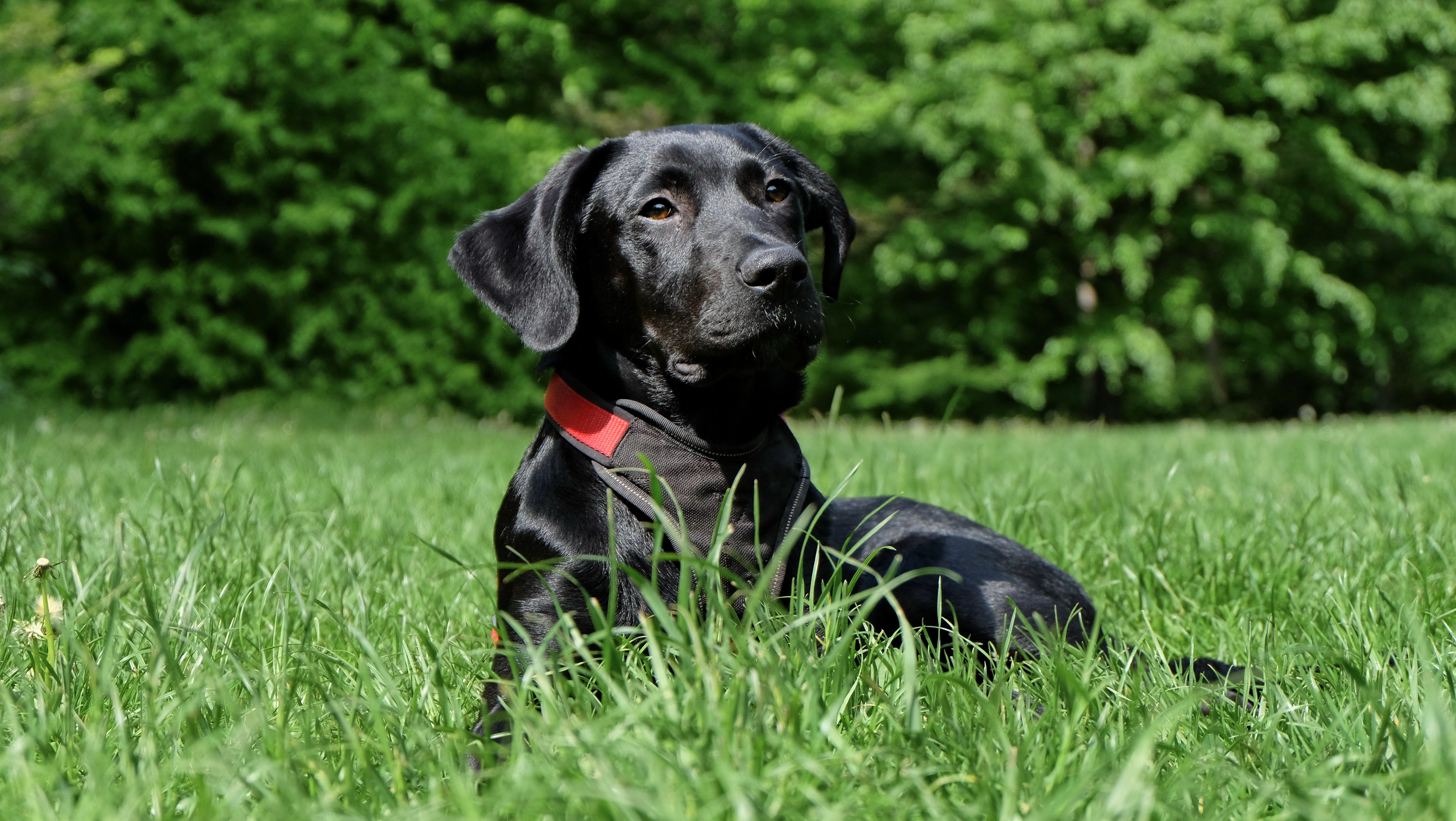 Dog Labrador