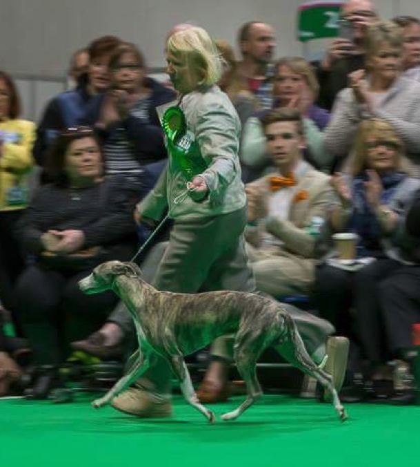 Jenny Lawson Ranveli Blue Breeze at Kipipiriking Crufts 2018