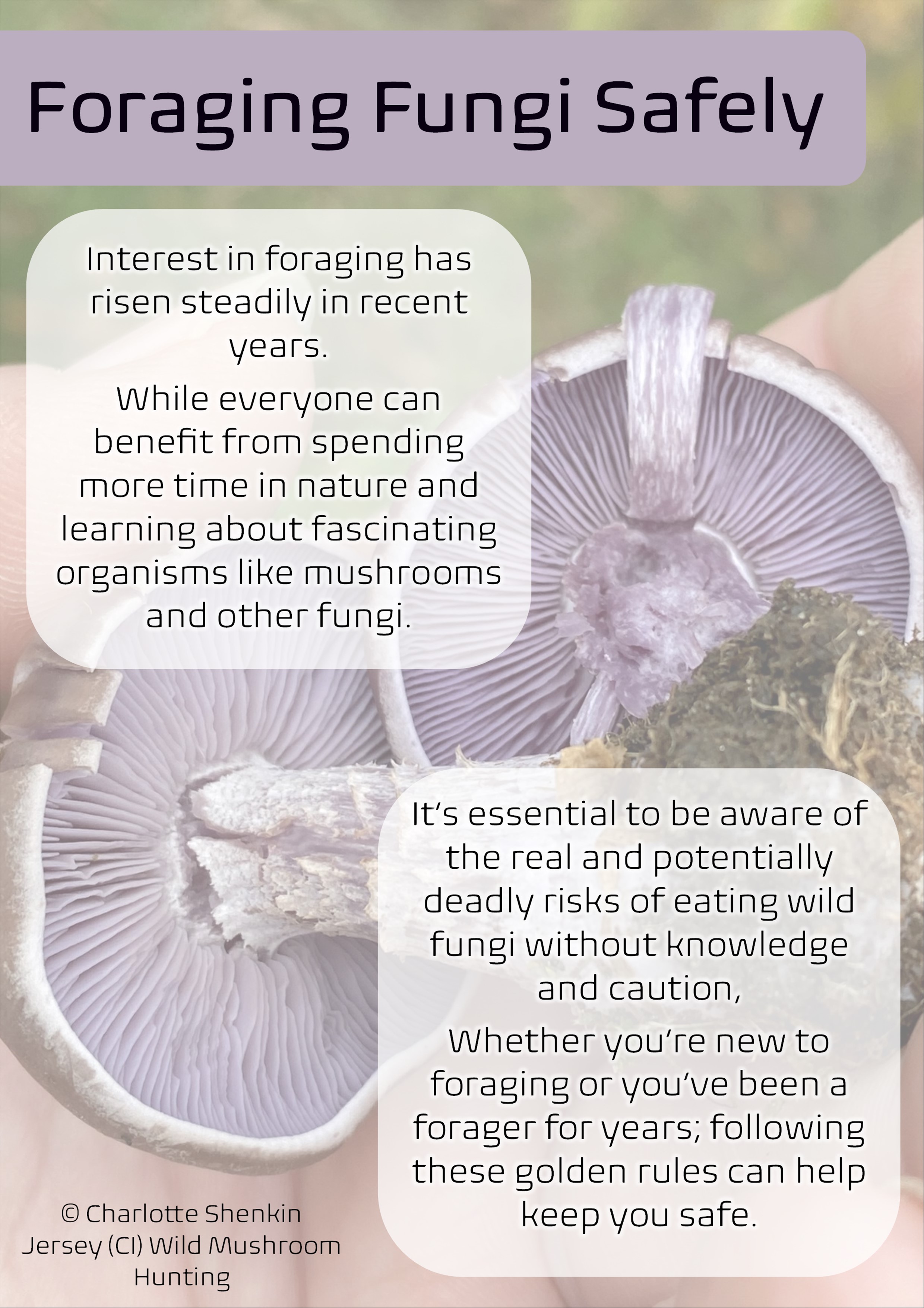 forage_fungi.jpeg