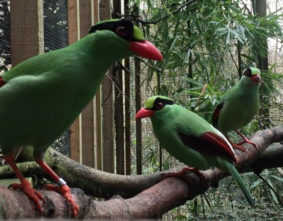 Javan Green Magpies 