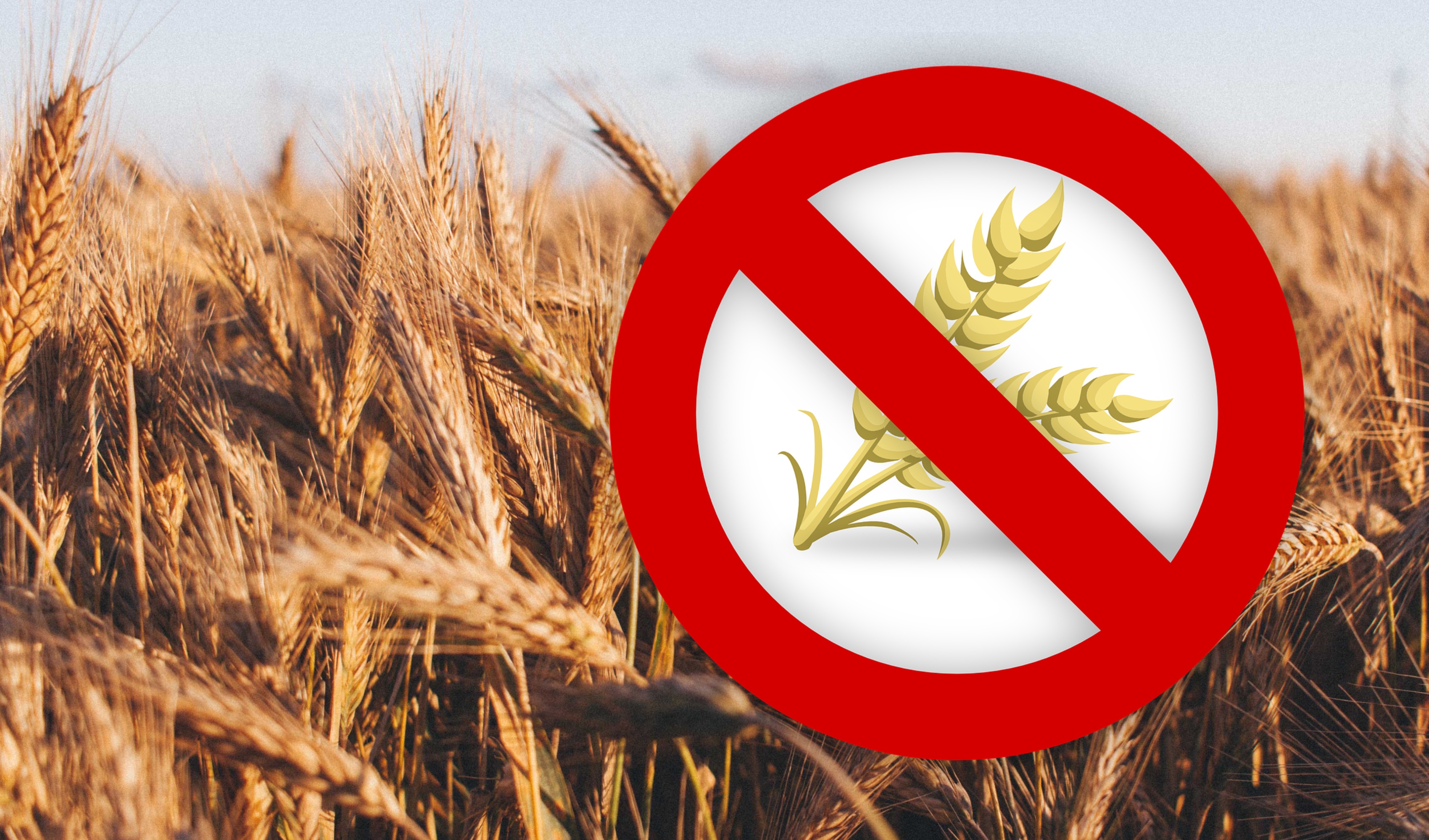 FOCUS: To be or not to be gluten-free? Insight from a Jersey ...