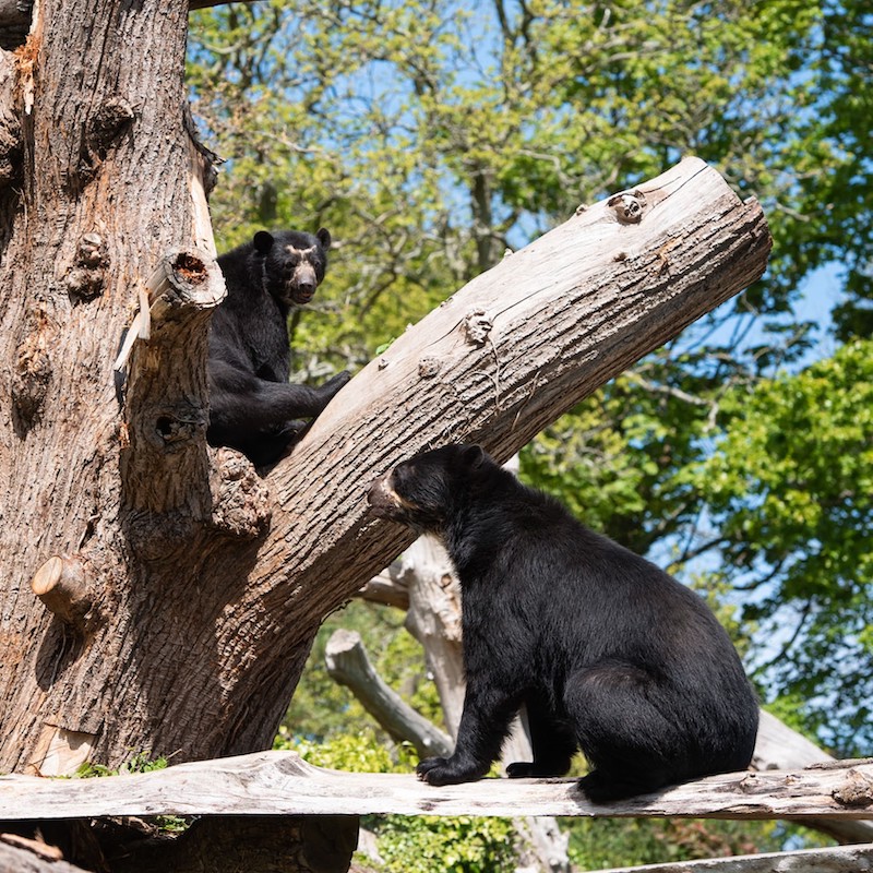 Andean_bear_3.jpeg