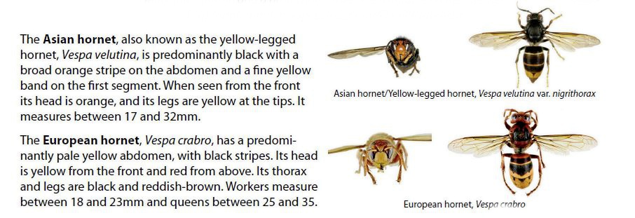 Asian_v_European_hornet.jpg