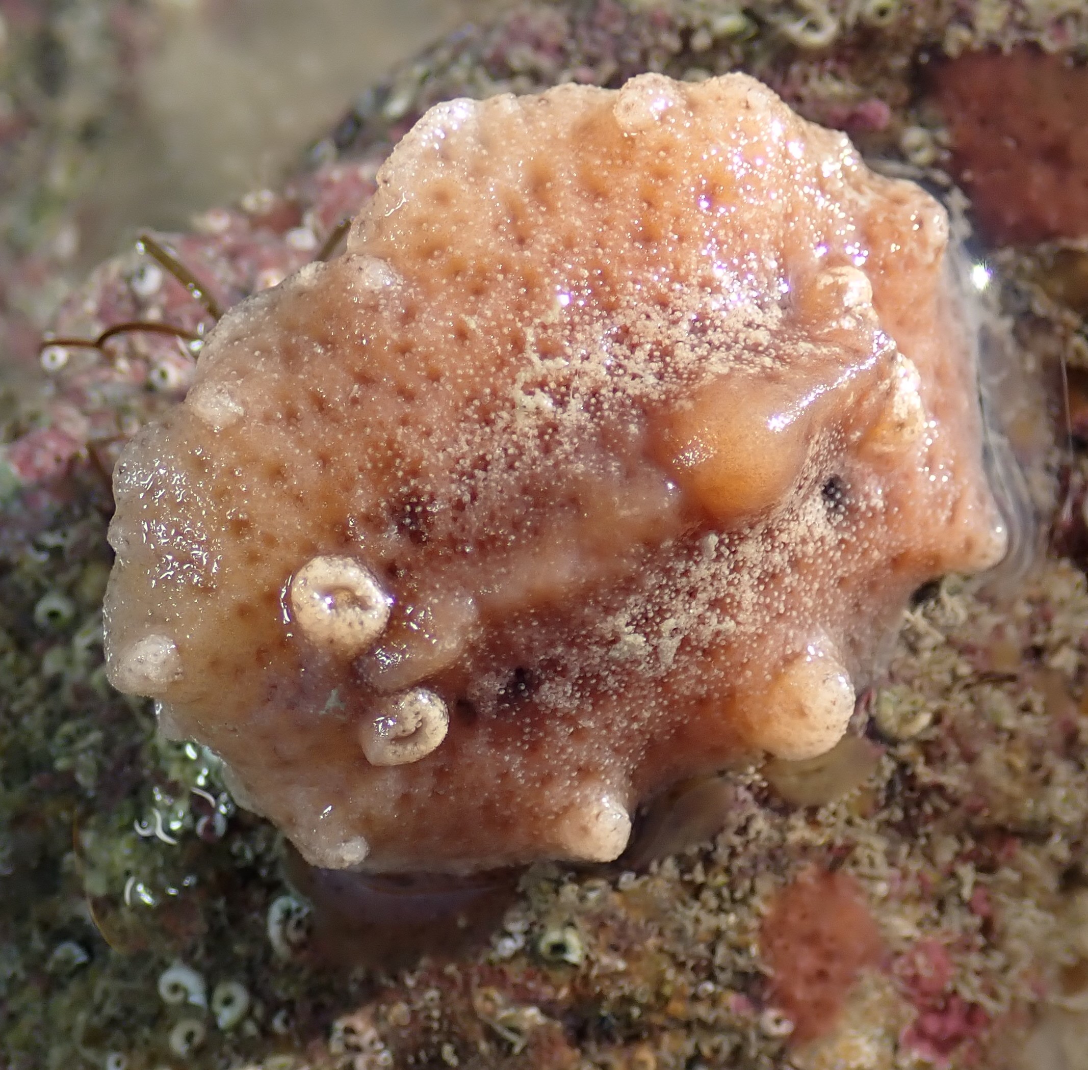 Atagema gibba side sea slug.JPG