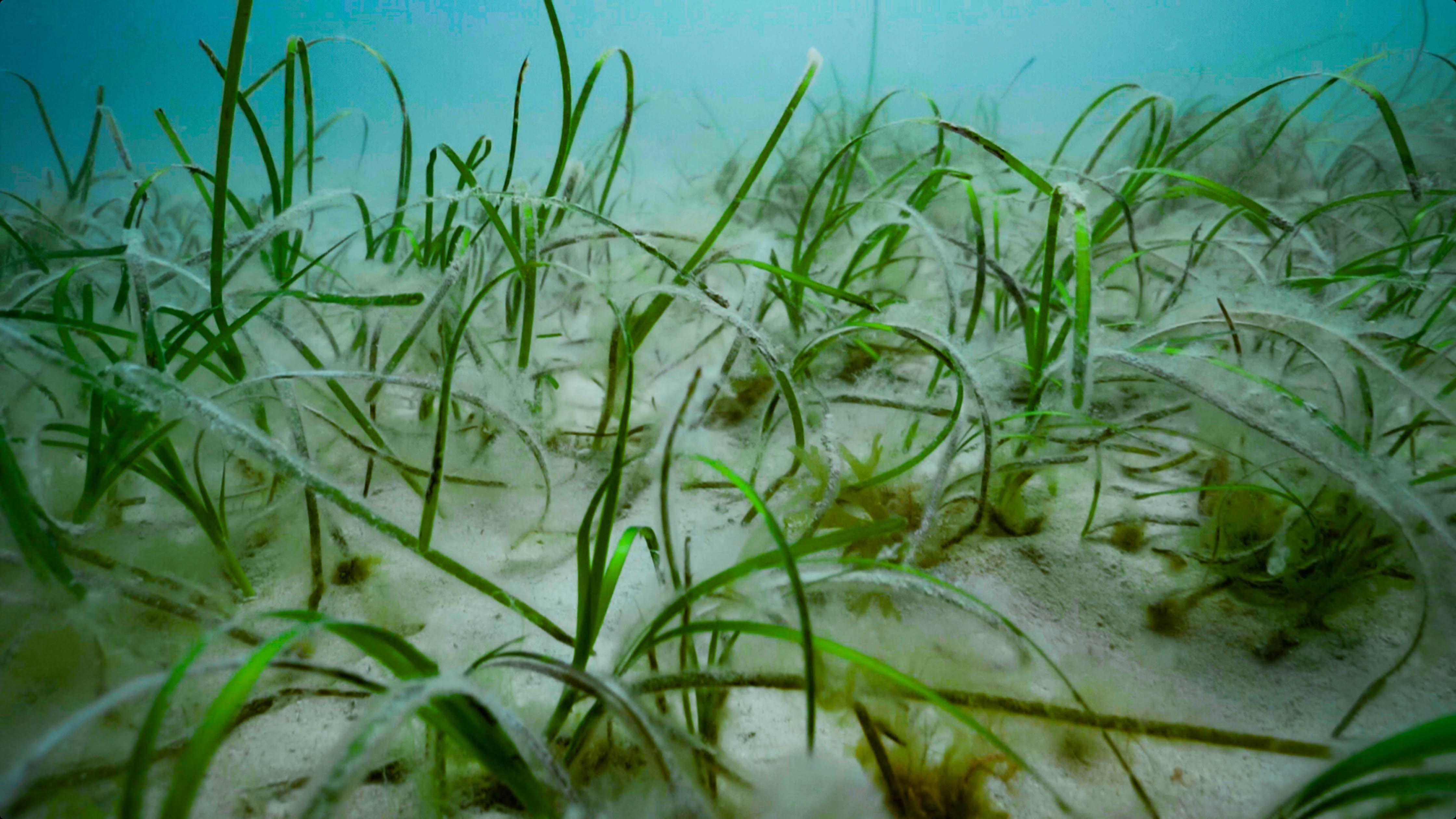 Seagrass_16_31_17_-_Blue_Marine_Matt_Jarvis_Media.jpg