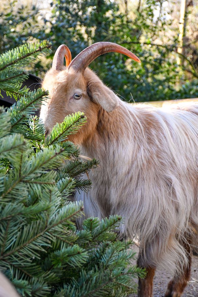 Golden_Guernsey_goats_with_Grand_Christmas_trees2_small.jpg