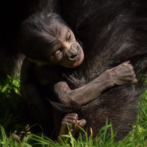 rsz_gorilla_baby_21.jpg