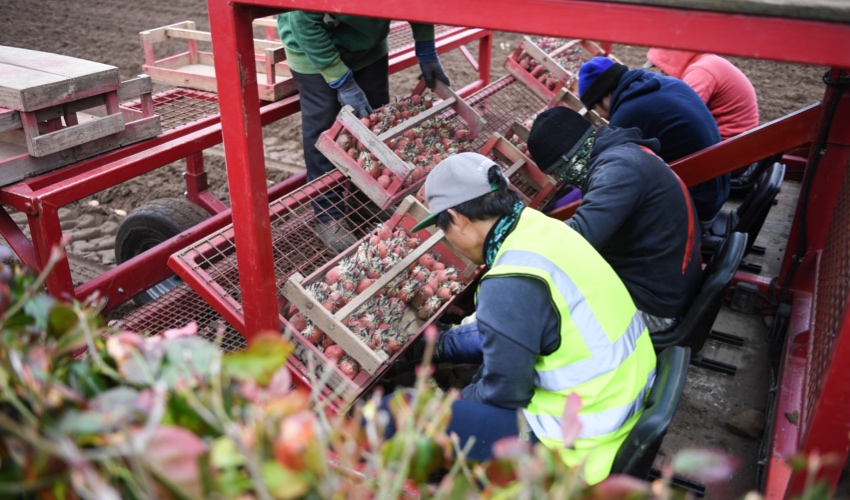 Borough Market Diaries: Jersey Royals