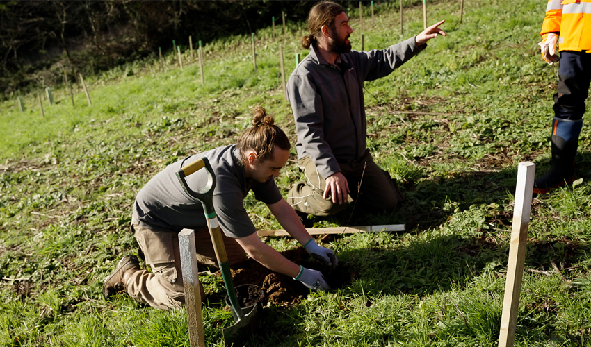 bouley-bay-tree-planting-1.jpg