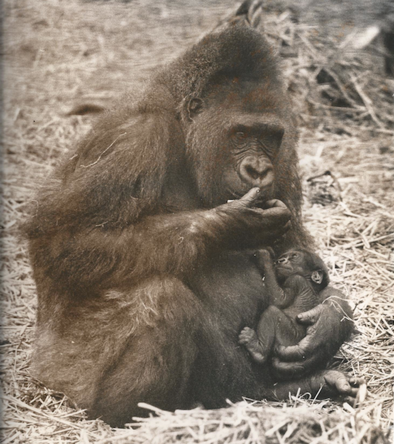 Kishka_as_a_baby_Howletts_Animal_Park.png