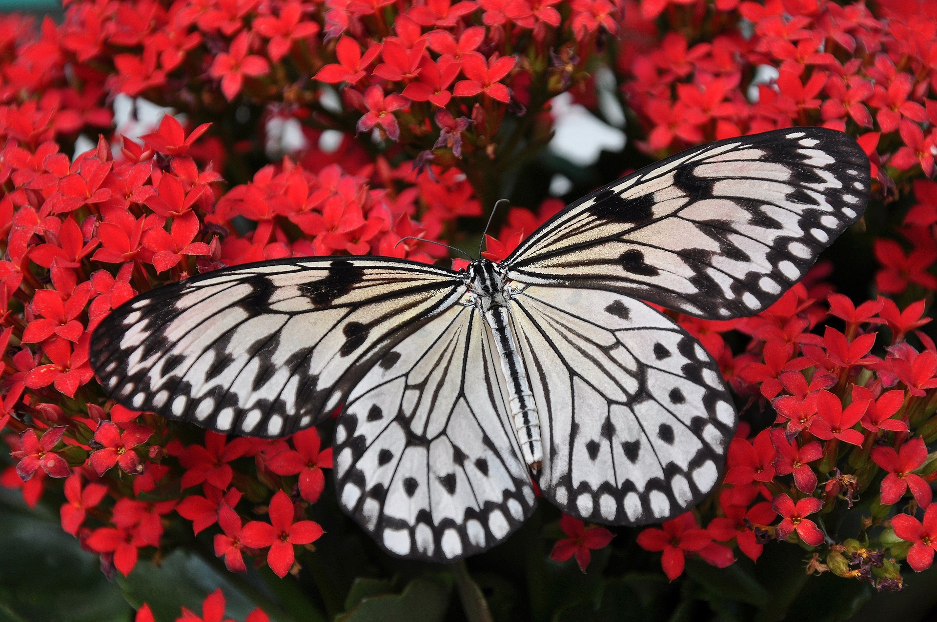 butterfly-1218884_1920.jpg