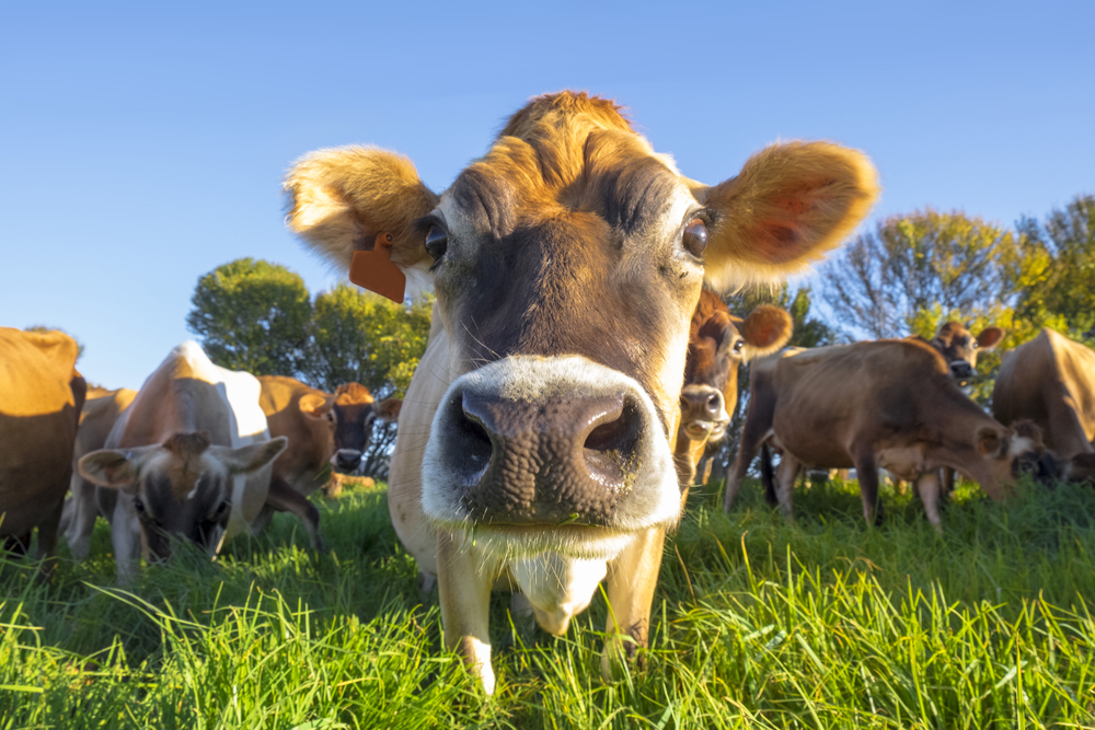 Test results: Cause of Jersey cows' deaths - Dairy Global