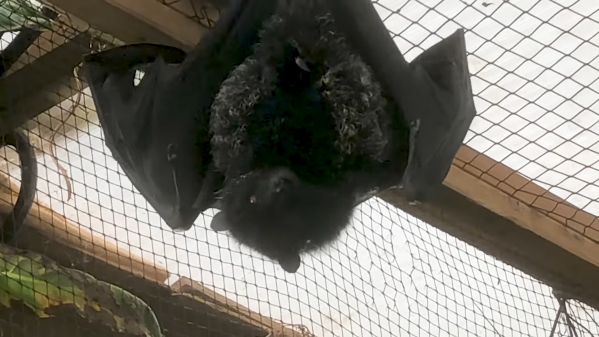 WATCH One of the world's rarest bats gives birth at Jersey Zoo