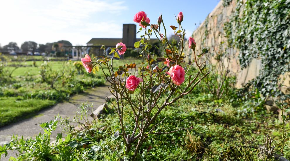 Thousands of rose bushes to be replanted at Crematorium