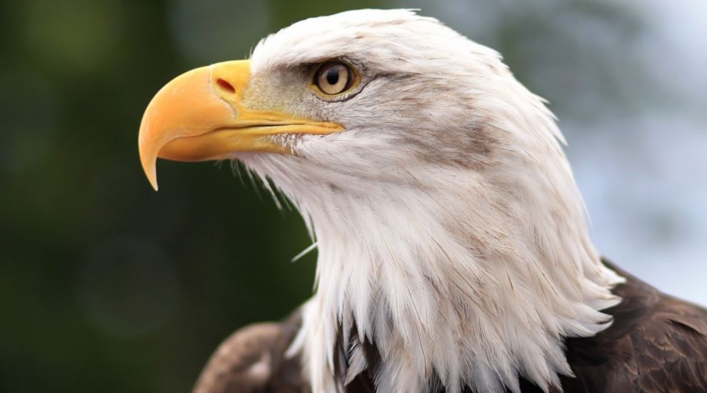 Eagles are being trained to attack rogue drones