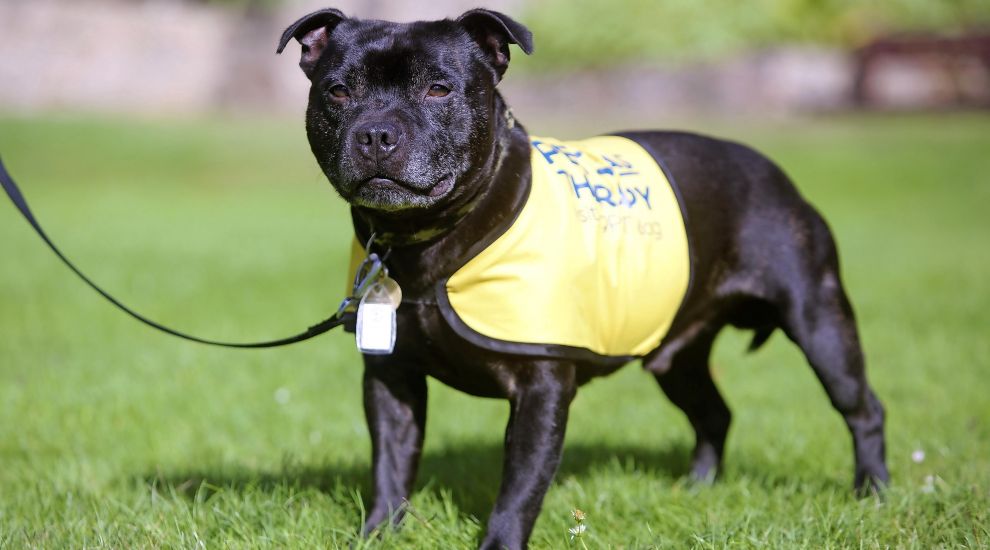 Pawsome result for Sausage at Crufts