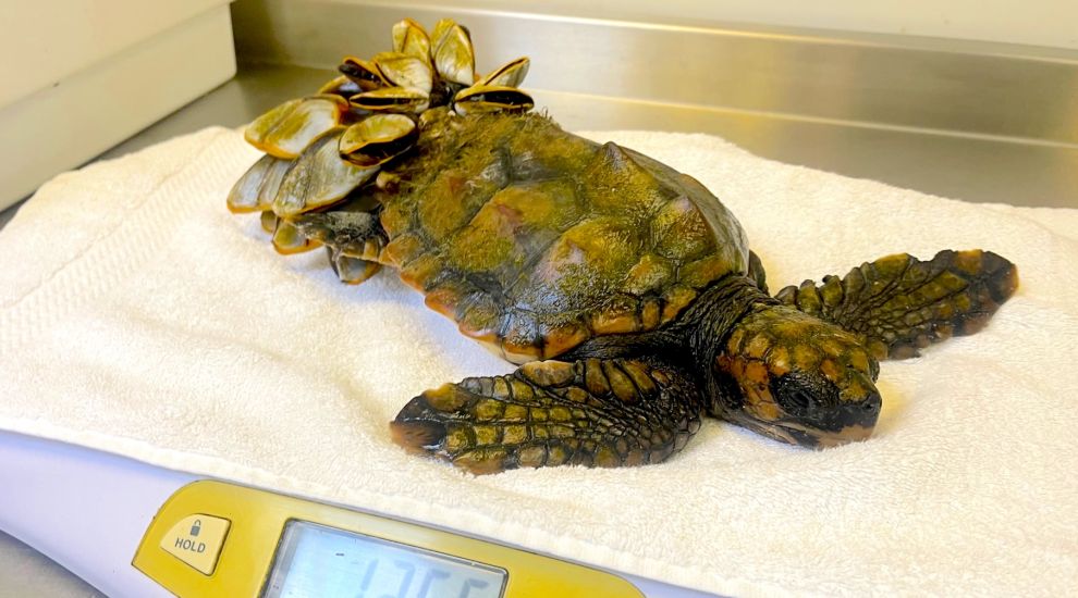 Young sea turtle 'Barnacle Bill' finds island refuge after storm battering