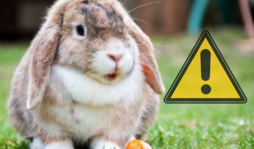 Bunny owners warned about deadly disease