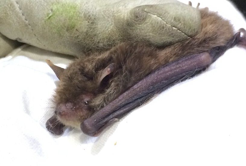 Conservationists get their hands on another new bat species