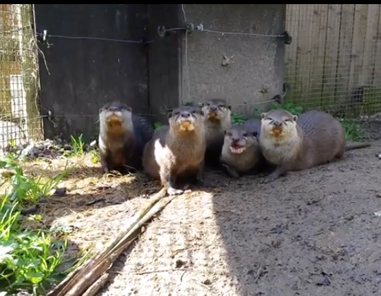 Runaway otter back with his family