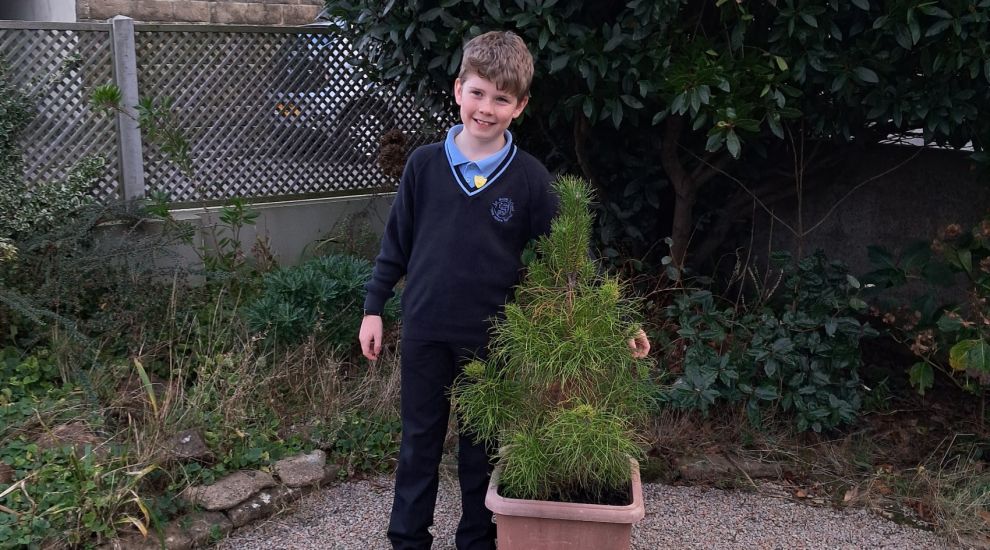 Pine sapling goes 'back to its roots' thanks to young nature enthusiast