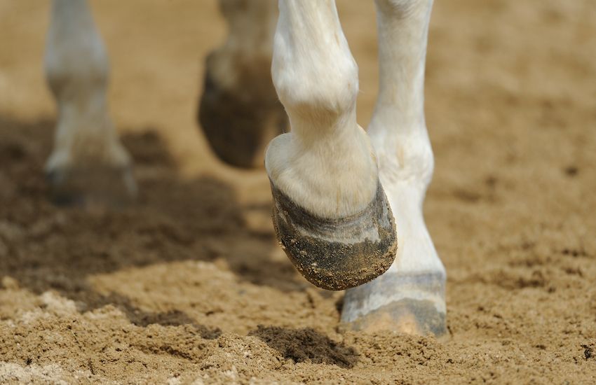 Plan to create sand school in St. Brelade