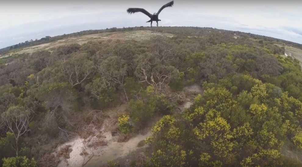 Eagles in Australia are fighting back against the increasing use of drones