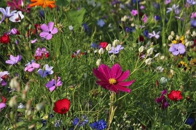 Cancellation of Jersey in Bloom 2020