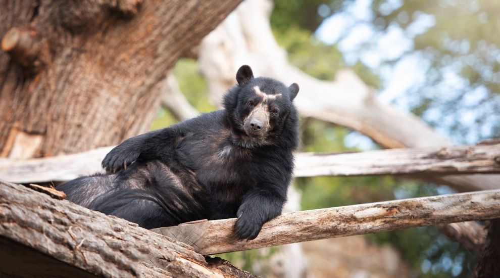 Zoo bids bear-well to iconic residents