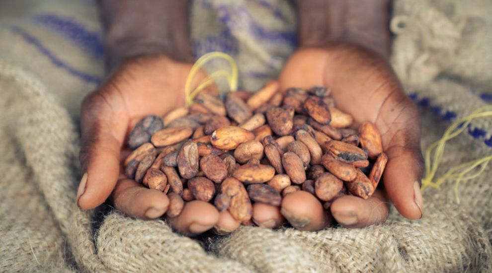 FOCUS: Jersey's role in supporting cocoa farmers in Sierra Leone