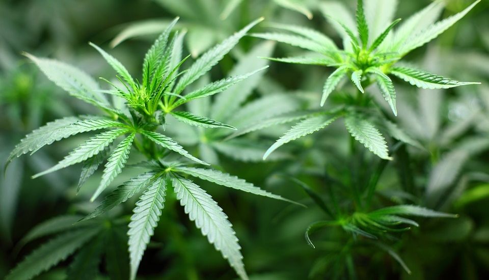 Could Jersey be next to decriminalise cannabis?