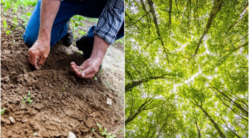 Petition to ensure not a single tree goes un-replaced