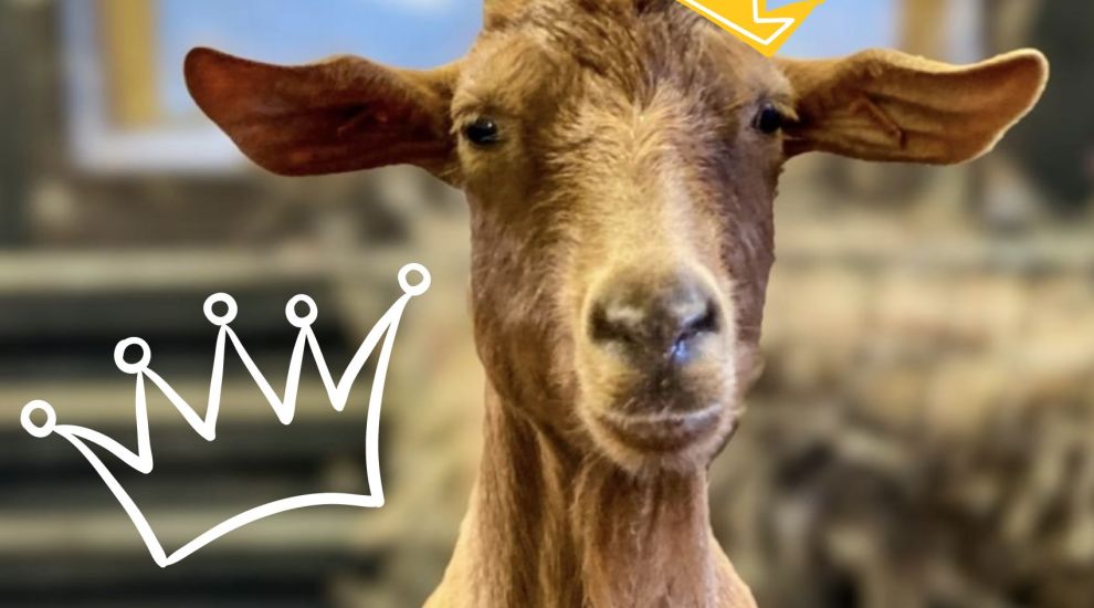 FOCUS: Moove aside Jersey cows... Guernsey goats are a new Royal favourite