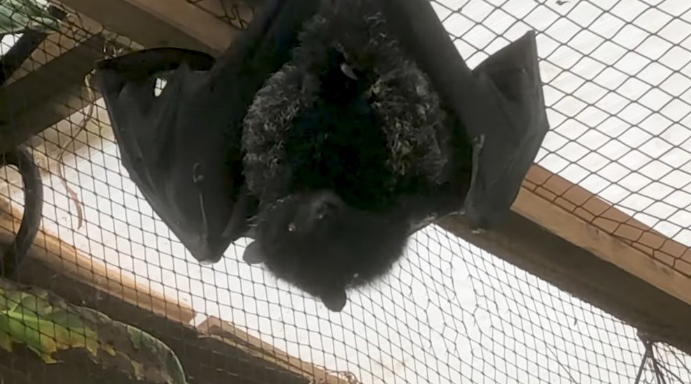 WATCH: One of the world's rarest bats gives birth at Jersey Zoo