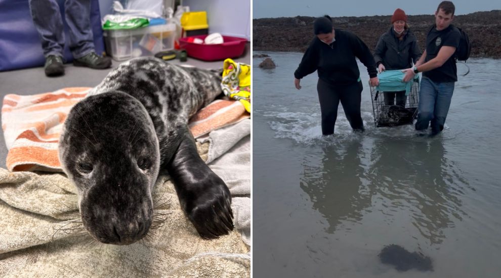 Seal pup rescued and sent to Cornwall for care