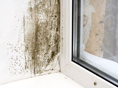 States tackle a mouldy problem